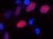 Oligodendrocyte transcription factor 2 antibody, NBP1-28667, Novus Biologicals, Immunocytochemistry image 