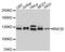 Ring Finger Protein 20 antibody, A2325, ABclonal Technology, Western Blot image 