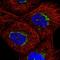 Transmembrane Protein 25 antibody, HPA051562, Atlas Antibodies, Immunofluorescence image 