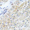 Regulator of G-protein signaling 5 antibody, STJ29095, St John