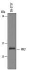 Four And A Half LIM Domains 1 antibody, AF5938, R&D Systems, Western Blot image 
