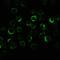 NLR Family Pyrin Domain Containing 3 antibody, GTX00763, GeneTex, Immunocytochemistry image 