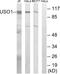 USO1 Vesicle Transport Factor antibody, A30703, Boster Biological Technology, Western Blot image 