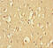 Reticulon 4 Receptor Like 1 antibody, A65990-100, Epigentek, Immunohistochemistry paraffin image 