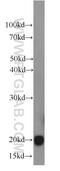 Phospholipid hydroperoxide glutathione peroxidase, nuclear antibody, 14432-1-AP, Proteintech Group, Western Blot image 