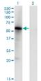 MAP kinase-interacting serine/threonine-protein kinase 1 antibody, H00008569-M05, Novus Biologicals, Western Blot image 