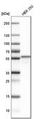 3-Hydroxy-3-Methylglutaryl-CoA Synthase 1 antibody, HPA036914, Atlas Antibodies, Western Blot image 