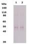Opioid Receptor Delta 1 antibody, NB110-79879, Novus Biologicals, Western Blot image 