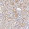 Alpha-1-antitrypsin antibody, NBP1-90308, Novus Biologicals, Immunohistochemistry frozen image 