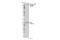 Platelet Derived Growth Factor Receptor Alpha antibody, 24188S, Cell Signaling Technology, Western Blot image 