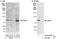 Cysteinyl-tRNA synthetase, cytoplasmic antibody, A302-409A, Bethyl Labs, Western Blot image 