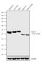 Ataxin 3 antibody, 702788, Invitrogen Antibodies, Western Blot image 