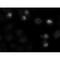 Centromere Protein E antibody, IQ201, Immuquest, Flow Cytometry image 