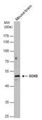 SRY-Box 8 antibody, GTX132075, GeneTex, Western Blot image 