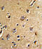 Cell Division Cycle 23 antibody, abx032897, Abbexa, Immunohistochemistry frozen image 