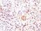 BCL2 Like 1 antibody, NBP2-25240, Novus Biologicals, Immunohistochemistry paraffin image 