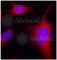 Protein Kinase D1 antibody, AP0159, ABclonal Technology, Immunofluorescence image 