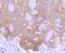 Aldehyde Dehydrogenase 1 Family Member A1 antibody, NBP2-67385, Novus Biologicals, Immunohistochemistry paraffin image 