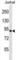 Ring Finger Protein 10 antibody, abx029259, Abbexa, Western Blot image 