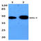 Sphingosine-1-Phosphate Receptor 2 antibody, AP01198PU-N, Origene, Western Blot image 