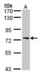 Signal Transducing Adaptor Molecule antibody, LS-B10824, Lifespan Biosciences, Western Blot image 