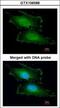 Penta-EF-Hand Domain Containing 1 antibody, GTX106588, GeneTex, Immunofluorescence image 
