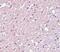 Transmembrane Protein 184A antibody, NBP1-77142, Novus Biologicals, Immunohistochemistry frozen image 