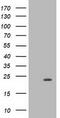 Muscle RAS Oncogene Homolog antibody, TA502864S, Origene, Western Blot image 