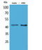 LAYN antibody, STJ96587, St John