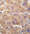 Insulin-degrading enzyme antibody, abx028142, Abbexa, Immunohistochemistry frozen image 