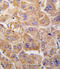 Insulin Degrading Enzyme antibody, abx028142, Abbexa, Immunohistochemistry frozen image 