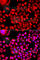 Methylenetetrahydrofolate Dehydrogenase (NADP+ Dependent) 1 Like antibody, A7969, ABclonal Technology, Immunofluorescence image 