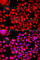 Methylenetetrahydrofolate Dehydrogenase (NADP+ Dependent) 1 Like antibody, A7969, ABclonal Technology, Immunofluorescence image 