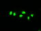 Mitogen-Activated Protein Kinase Kinase 4 antibody, LS-C114533, Lifespan Biosciences, Immunofluorescence image 