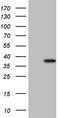 Gem Nuclear Organelle Associated Protein 8 antibody, LS-C339743, Lifespan Biosciences, Western Blot image 