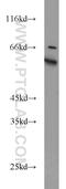 Kelch Like Family Member 12 antibody, 14883-1-AP, Proteintech Group, Western Blot image 