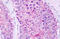 G Protein-Coupled Receptor Class C Group 5 Member A antibody, MBS247489, MyBioSource, Immunohistochemistry frozen image 