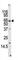 MLLT3 Super Elongation Complex Subunit antibody, abx032719, Abbexa, Western Blot image 