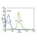 EH domain-containing protein 3 antibody, abx033412, Abbexa, Western Blot image 