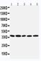 Interferon Regulatory Factor 1 antibody, PA5-79514, Invitrogen Antibodies, Western Blot image 