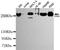 Chromodomain Helicase DNA Binding Protein 4 antibody, STJ99175, St John