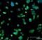 Heme Oxygenase 2 antibody, ab90515, Abcam, Immunofluorescence image 