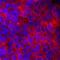 Attractin antibody, AF7238, R&D Systems, Immunofluorescence image 