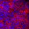 Attractin antibody, AF7238, R&D Systems, Immunofluorescence image 