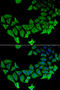 Amyloid Beta Precursor Like Protein 1 antibody, 22-518, ProSci, Immunofluorescence image 