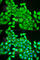 RAB6A, Member RAS Oncogene Family antibody, A5613, ABclonal Technology, Immunofluorescence image 