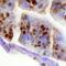 Maternal Embryonic Leucine Zipper Kinase antibody, AF4820, R&D Systems, Immunohistochemistry frozen image 