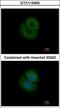 Coronin 2B antibody, GTX115405, GeneTex, Immunofluorescence image 