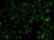 NSL1 Component Of MIS12 Kinetochore Complex antibody, MBS9126545, MyBioSource, Immunofluorescence image 