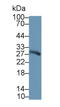 Chymotrypsin Like Elastase 3A antibody, LS-C373238, Lifespan Biosciences, Western Blot image 